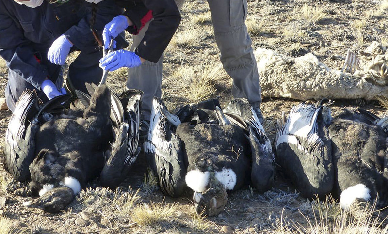 Seis cóndores andinos murieron por consumir un agrotóxico