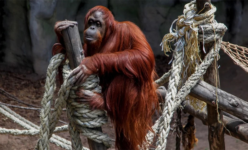 «Preparadísima» y acompañada, la orangutana Sandra será trasladada al santuario de Florida