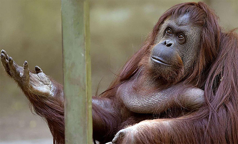 La orangutana Sandra será trasladada a Estados Unidos