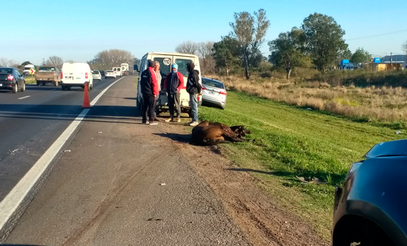 Caos en la autopista: atropellaron a un caballo y se produjo un choque en cadena