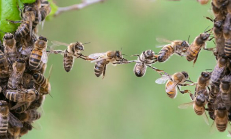 Muerte repentina de 72 millones de abejas en una zona cordobesa
