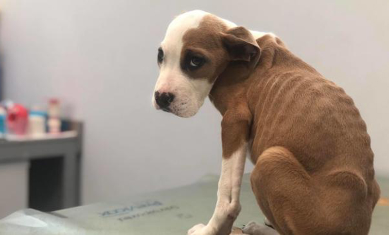 Un joven fue condenado a tareas comunitarias por maltratar a un perro