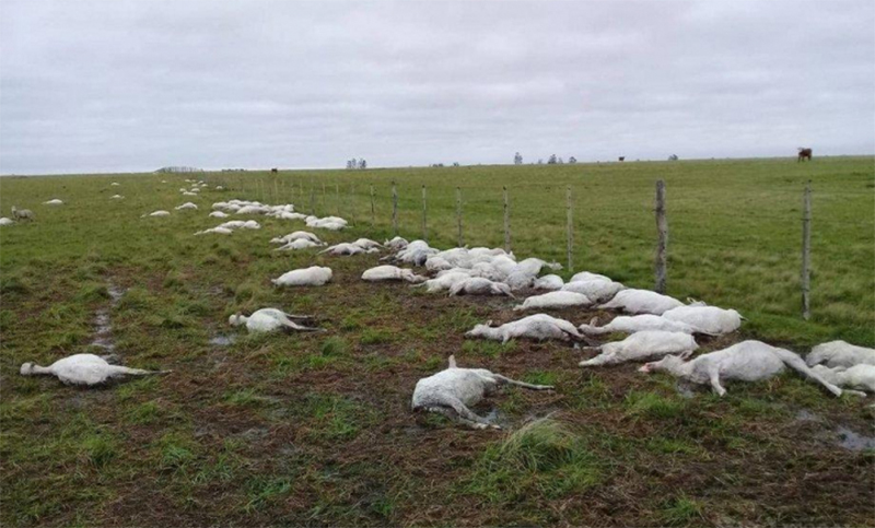 Murieron más de 3.500 ovejas por un brusco cambio climático