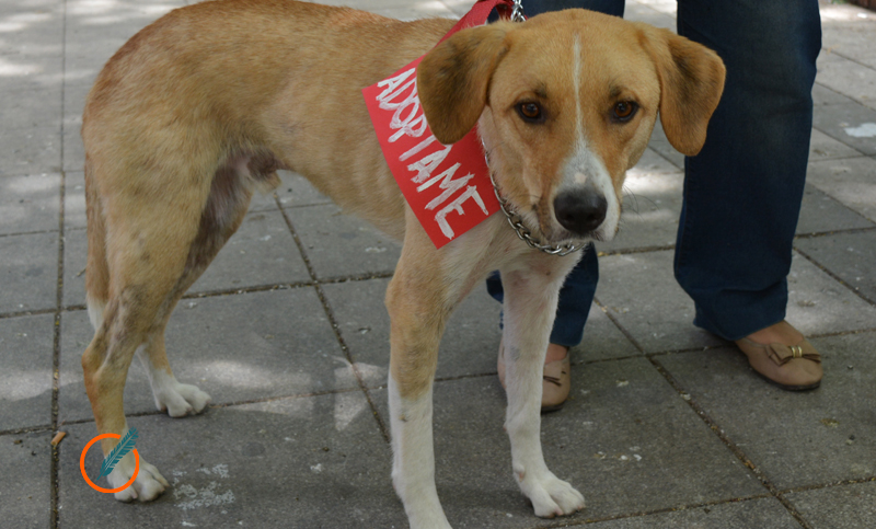 Día de la protección animal: «Es para hacer un llamado a la solidaridad y al Estado ausente»