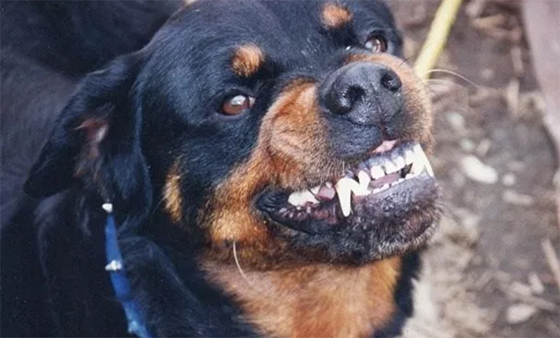 Una nena sufrió graves heridas tras ser atacada por un rottweiler