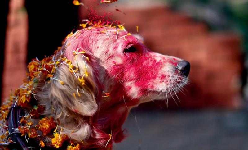 Cada año se celebra en Nepal un festival que da las gracias a los perros por ser nuestros amigos