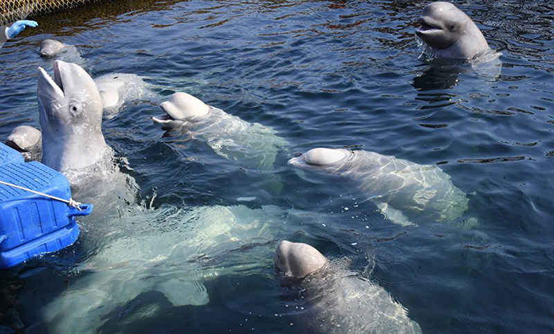 Rusia devolvió a su hábitat las últimas 31 belugas que estaban en la «cárcel de ballenas»