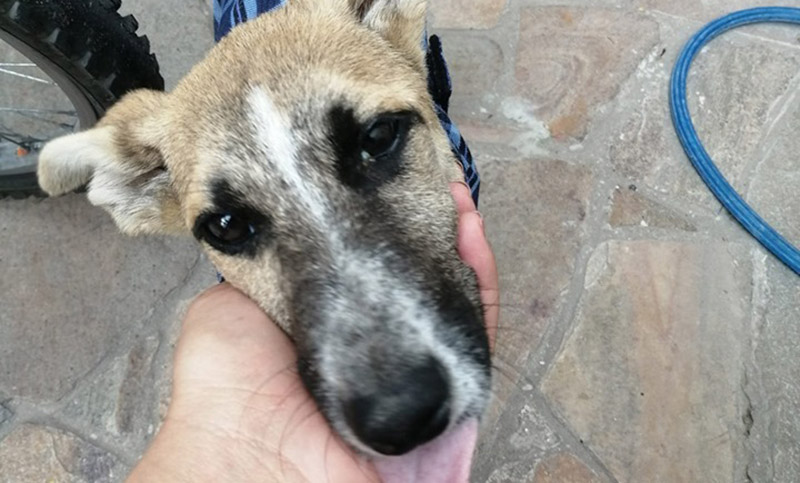 Buscan un hogar para Lara, una perrita de cuatro meses