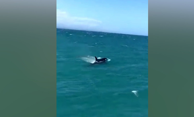 Orcas vs Tiburones