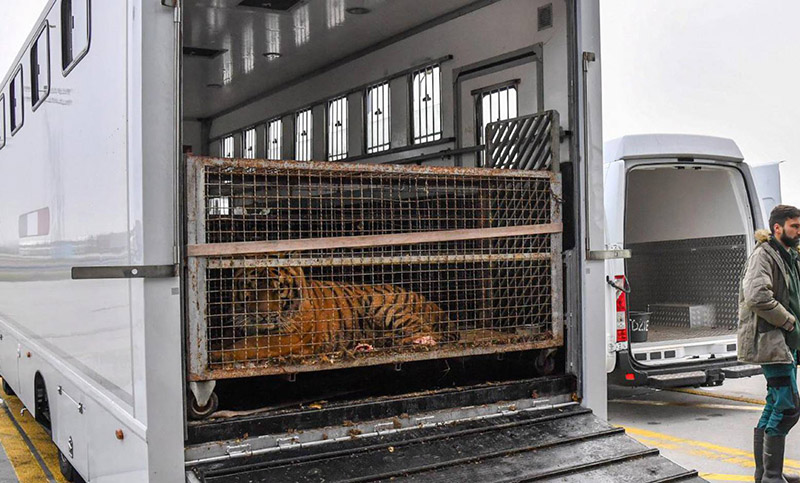Preocupa el estado de tigres varados en Polonia