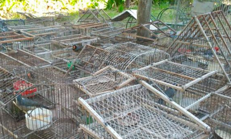 Secuestran más de un centenar de aves silvestres en cautiverio en Santiago del Estero
