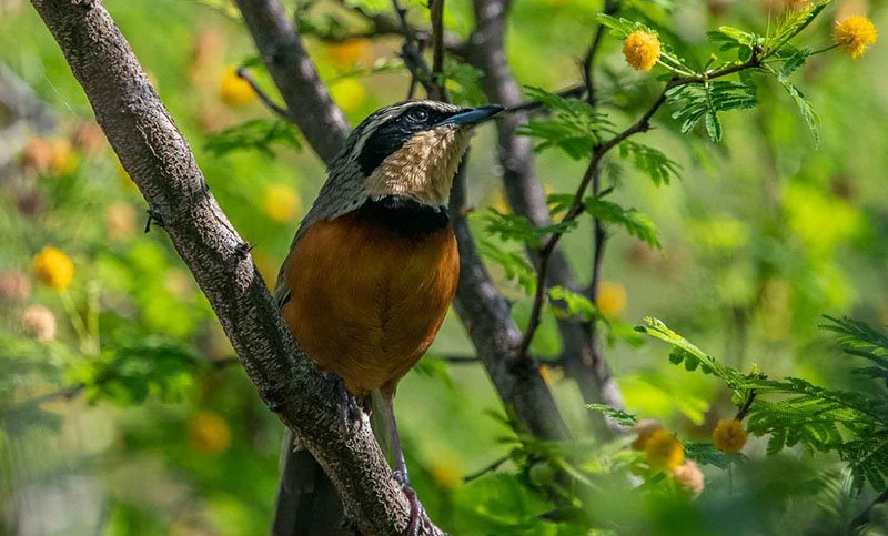 Salta busca potenciar la observación de aves y recibe a especialistas mundiales