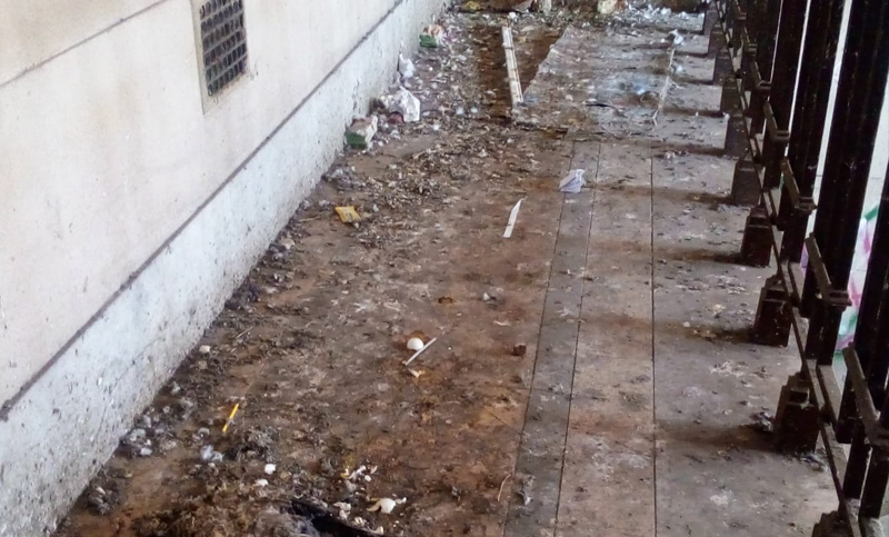 Un colegio tuvo que suspender las clases por una invasión de palomas