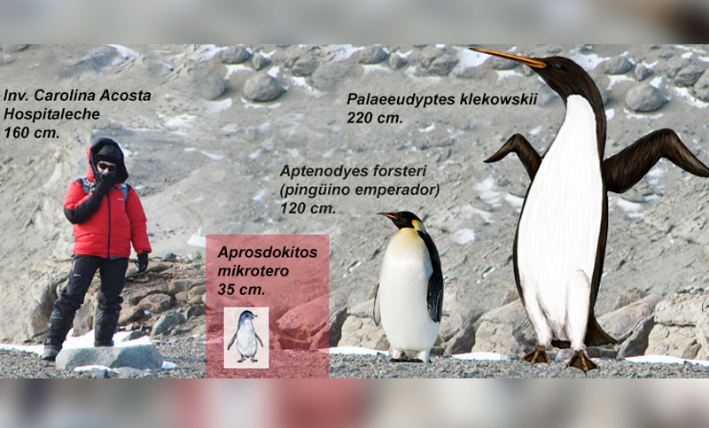 Descubren en la Antártida restos fósiles de un pingüino gigante de 35 millones de años