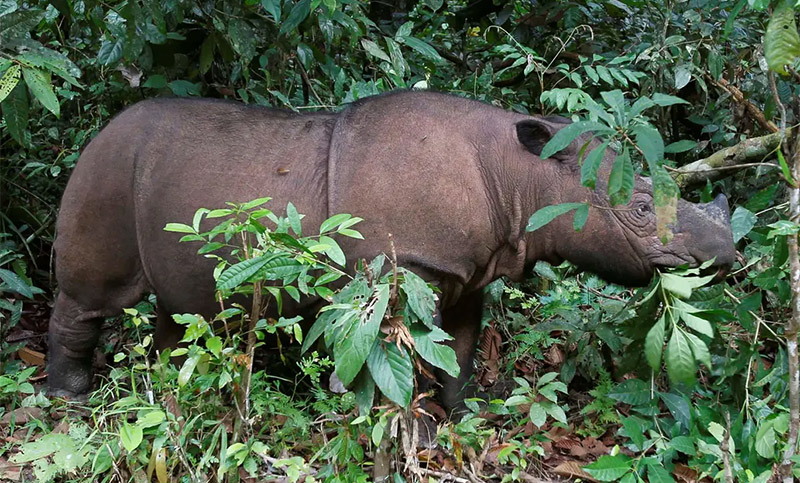 Murió el último rinoceronte de Sumatra en Malasia