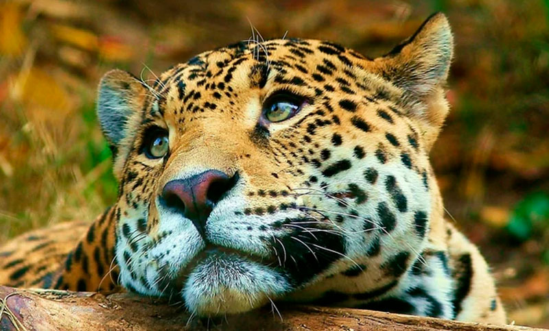 Poblaciones de yaguareté en la Argentina están críticamente amenazadas de extinción