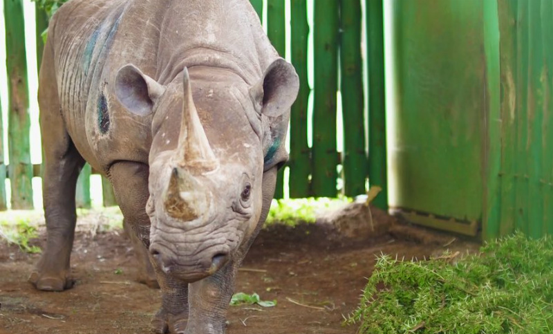 Falleció la rinoceronte en cautiverio más longeva del mundo