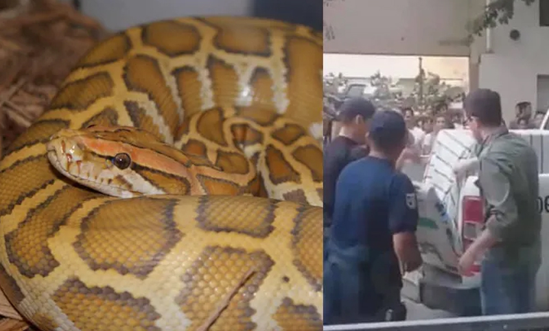Rescatan una pitón que vivía en cautiverio en un departamento en San Luis
