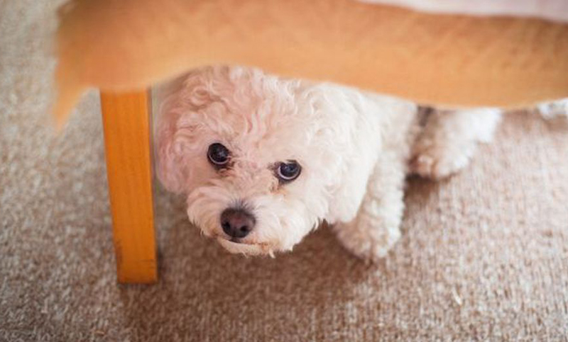 Programación especial para que perros no sufran con la pirotecnia en las fiestas
