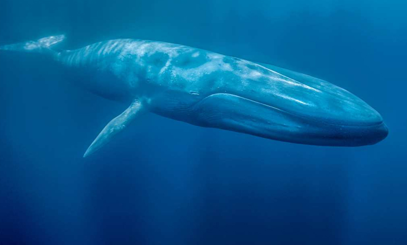 El tamaño de las ballenas está determinado por su alimentación, afirman investigadores