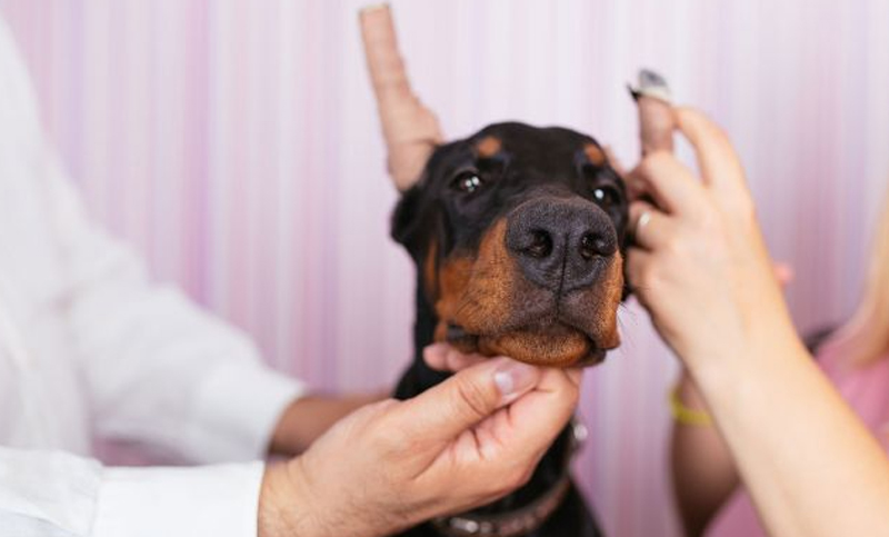 Prohíben en Capital Federal las «intervenciones quirúrgicas estéticas» a mascotas