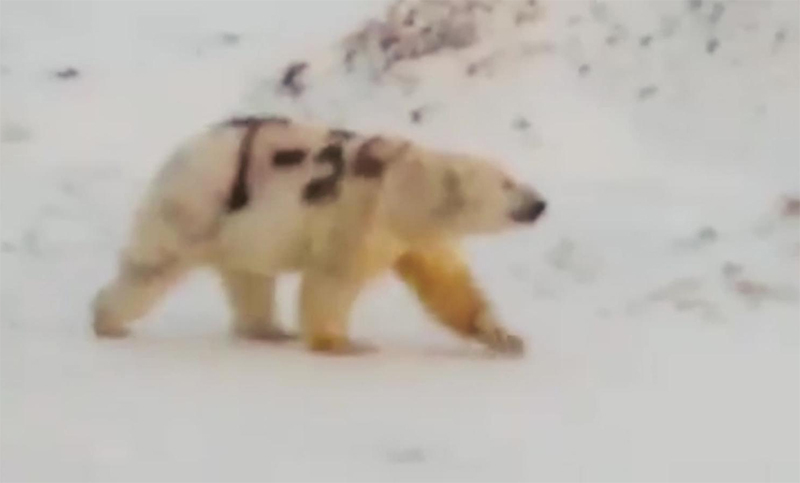 Hallan un oso polar con un mensaje pintado que podría poner en peligro su vida