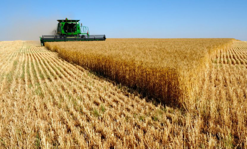 Finalizó con récord la cosecha de trigo 2019/2020 a nivel país
