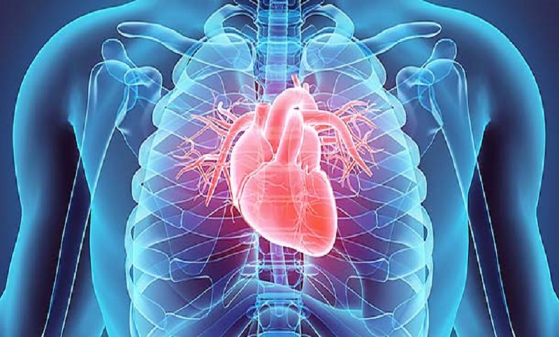 Células cardíacas cultivadas en laboratorio han sido operadas en humanos