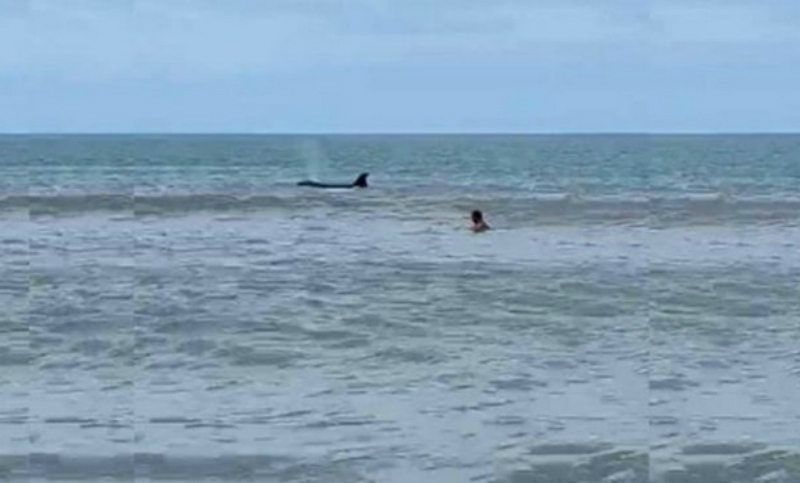 Luego de los tiburones, apareció una orca en un balneario de Monte Hermoso