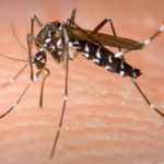 Hantavirus, leptospirosis y dengue: ¿cómo prevenir enfermedades que ya dijeron presentes en la ciudad? 