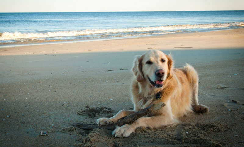 Mar del Plata cuenta con una playa exclusiva para disfrutar con perros