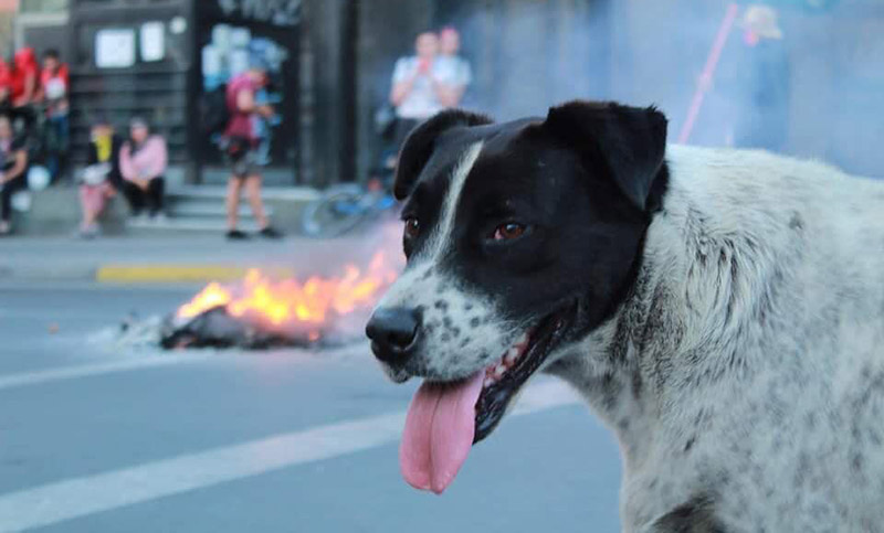 Chile: organizaron una falsa marcha para guiar a un perro herido de perdigones al veterinario 