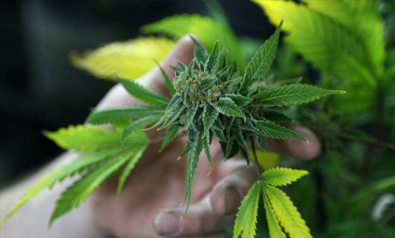 Desde Nación analizan cambios en la ley de autocultivo de cannabis para uso medicinal