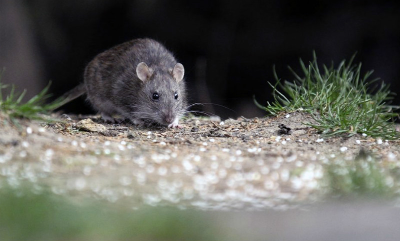 Se confirmó un caso de muerte por hantavirus en Rosario