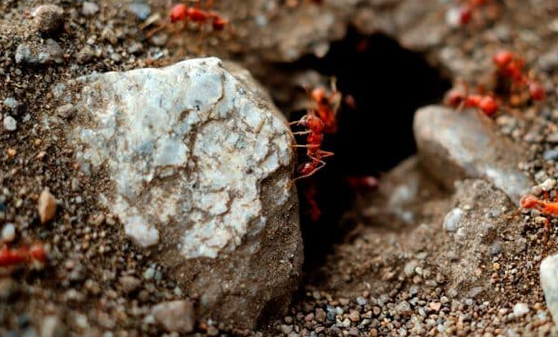Advierten sobre los riesgos de reacciones alérgicas graves ante las picaduras de insectos en épocas de calor
