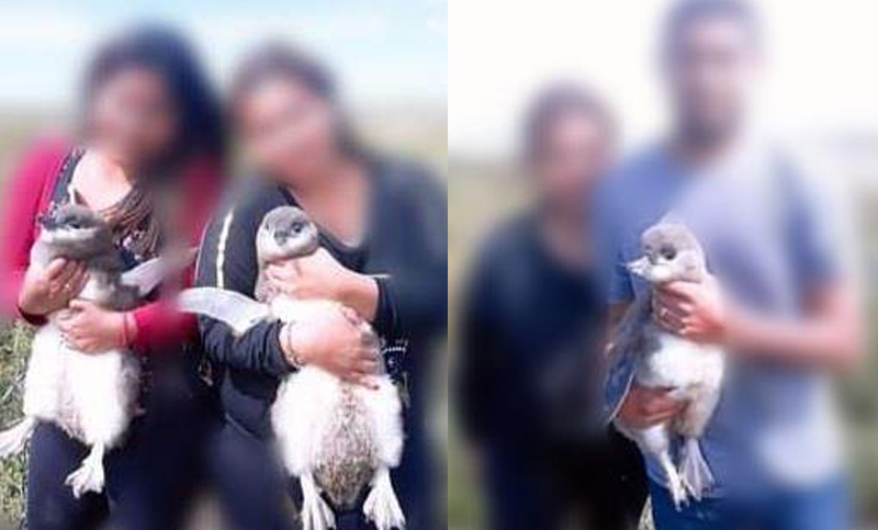 Santa Cruz inició acciones contra visitantes que se fotografiaron con pingüinos en Cabo Vírgenes