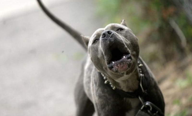 Un niño de 11 años fue mordido por perros en Miramar y debió ser operado por las heridas