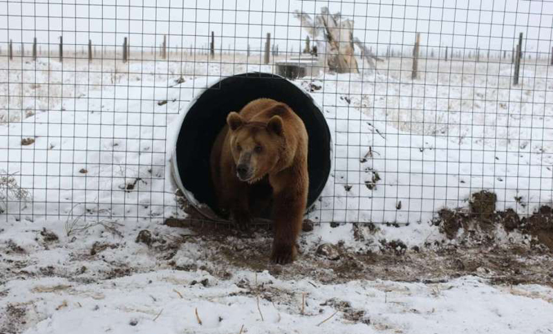 Luego de 20 años de encierro liberaron a los osos del zoológico de Mendoza