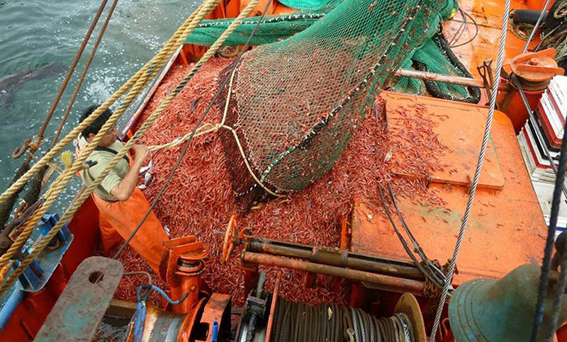 Gremio denunció situaciones límite por «la codicia y la fiebre de la captura del langostino»
