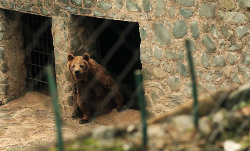 Greenpeace pide el cierre de todos los zoológicos del país