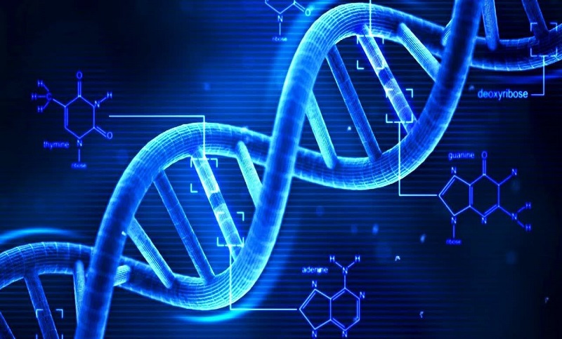 Estudian un nuevo mecanismo proteico para combatir la vejez y las enfermedades crónicas