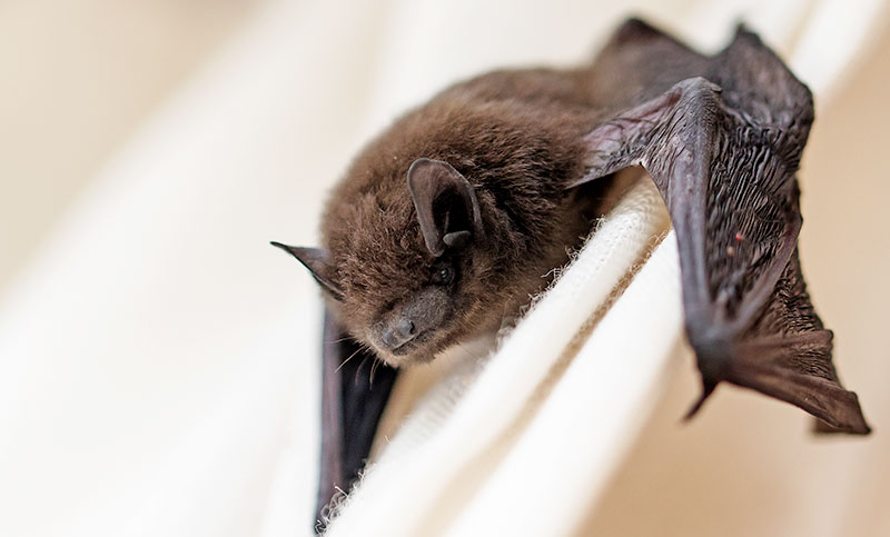 Detectan murciélago con rabia en Saladillo y convocan a vacunar a las mascotas