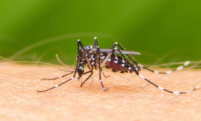 ¿Por qué los mosquitos sienten preferencia por picar en los tobillos?