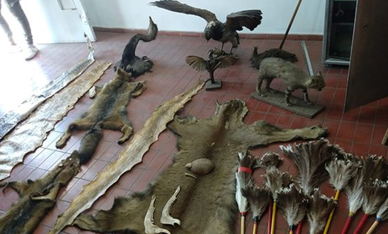 Rescataron animales vivos y embalsamados listos para ser comercializados ilegalmente