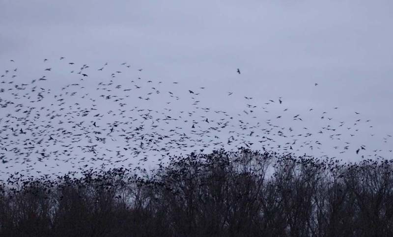 Bandadas de cuervos se avistaron en los alrededores de la zona cero del Coronavirus