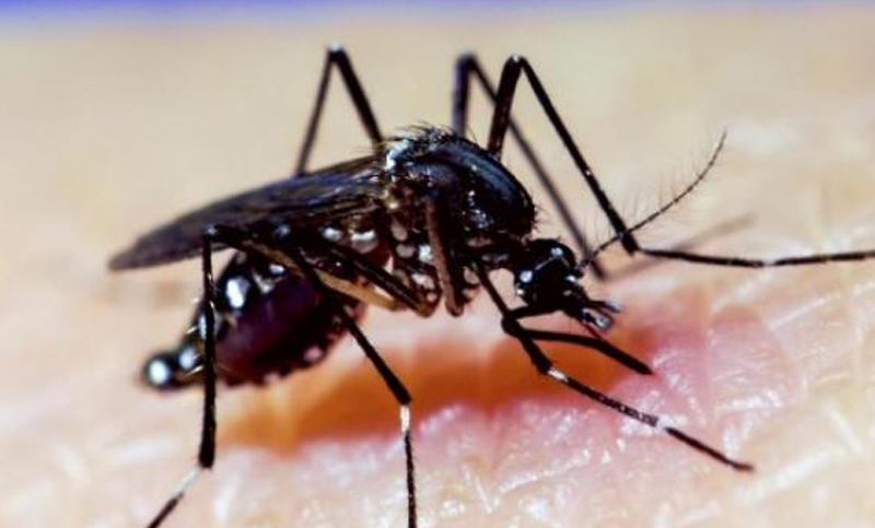 Confirman en Mendoza cinco casos de dengue no autóctono