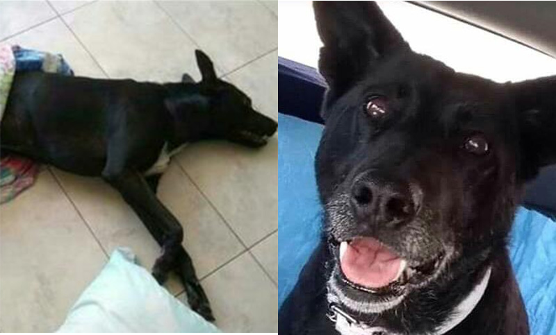 Denuncian la matanza de perros comunitarios del Policlínico Pami II