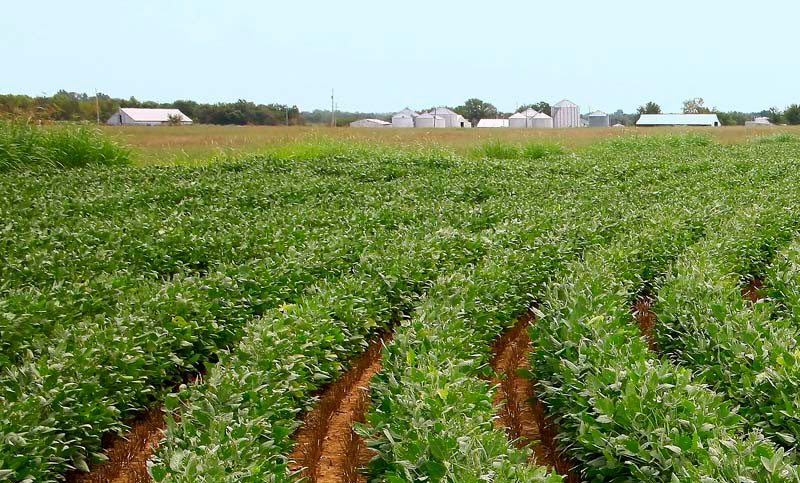 ¿Los productores sojeros pierden plata? Crecen las campañas del agronegocio que buscan instalar mitos por verdades