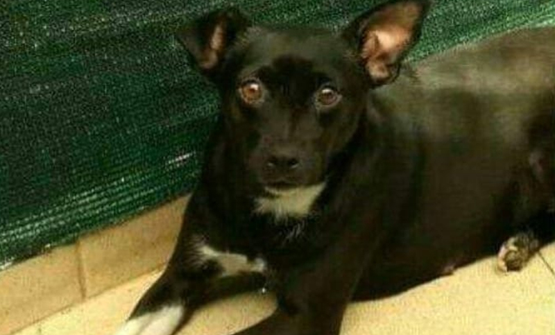 Perros y gatos necesitan tránsito o adopción urgente en Rosario