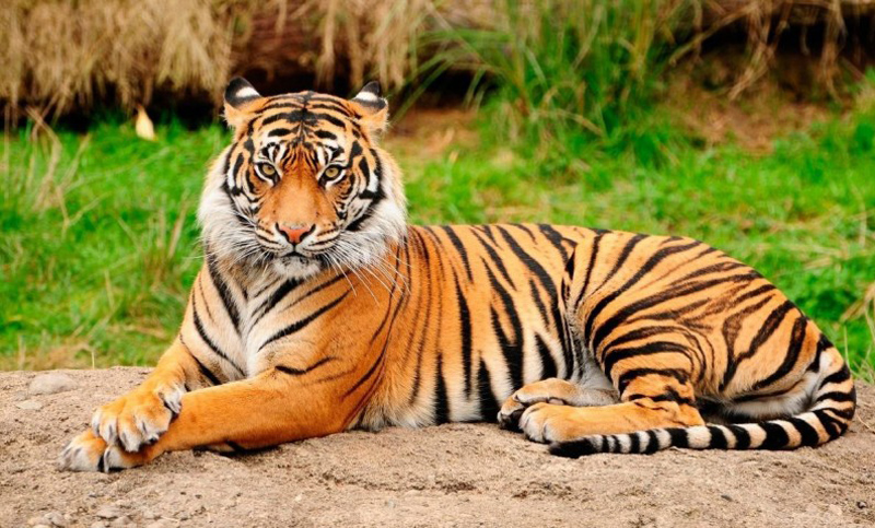 La población de tigres de Bengala en la India aumentó en un 6% anual